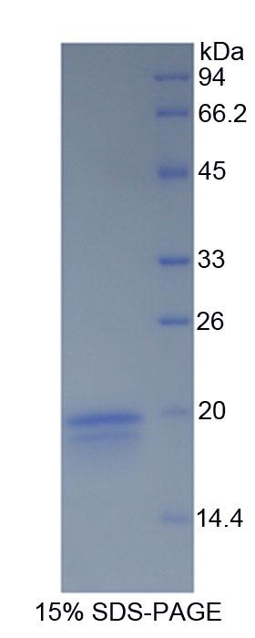 Figure 1. SDS-PAGE