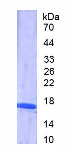 Figure 1. SDS-PAGE