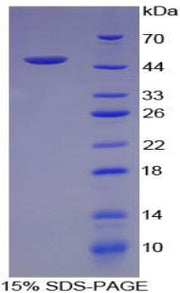 Figure 1. SDS-PAGE