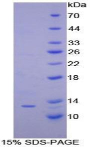 Figure 1. SDS-PAGE
