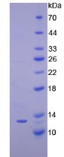 Figure 2. SDS-PAGE