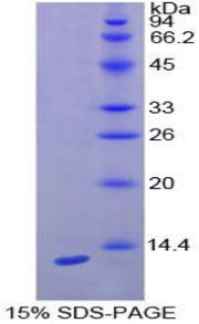 Figure 1. SDS-PAGE