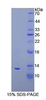 Figure 1. SDS-PAGE