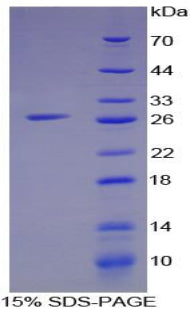 Figure 1. SDS-PAGE