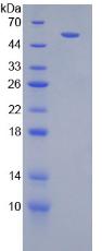 Figure 2. SDS-PAGE