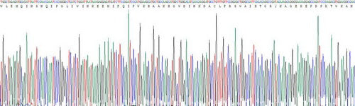 Recombinant Human Interferon Regulatory Factor 1 (IRF1)