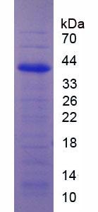 Figure 3. SDS-PAGE