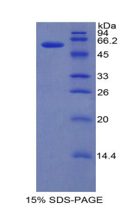 Figure 1. SDS-PAGE