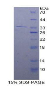 Figure 1. SDS-PAGE