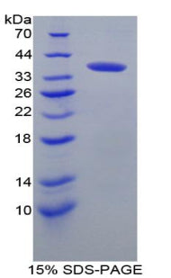 Figure 1. SDS-PAGE