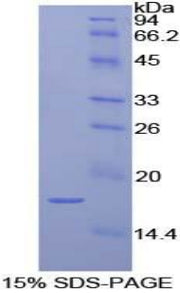 Figure 1. SDS-PAGE