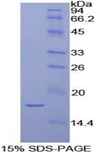 Figure 1. SDS-PAGE