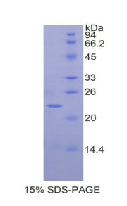 Figure 1. SDS-PAGE