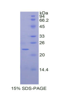 Figure 1. SDS-PAGE