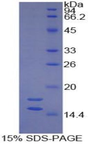 Figure 1. SDS-PAGE