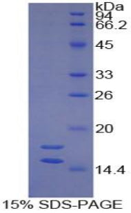 Figure 1. SDS-PAGE