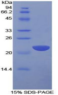 Figure 1. SDS-PAGE