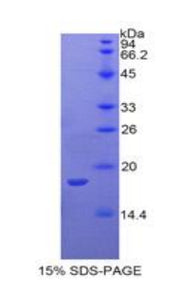 Figure 1. SDS-PAGE