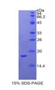 Figure 1. SDS-PAGE