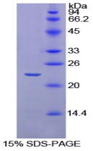 Figure 1. SDS-PAGE