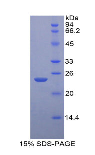 Figure 1. SDS-PAGE
