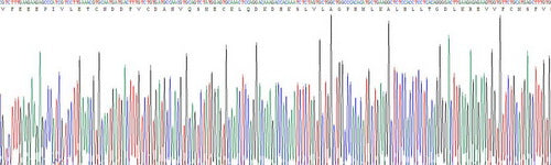 Recombinant Pig Interleukin 1 Beta (IL1b)