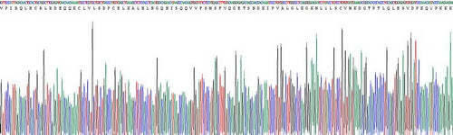 Recombinant Rat Interleukin 1 Beta (IL1b)