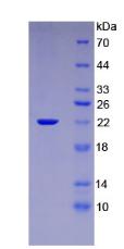 Figure 3. SDS-PAGE