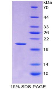 Figure 1. SDS-PAGE