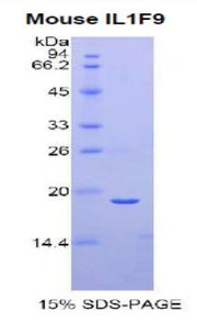 Figure 1. SDS-PAGE