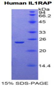 Figure 1. SDS-PAGE