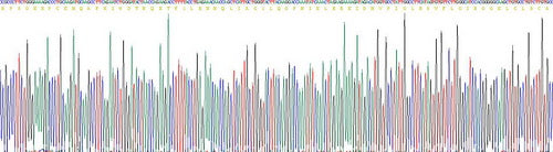 Recombinant Mouse Interleukin 1 Receptor Antagonist (IL1RA)