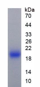 Figure 3. SDS-PAGE