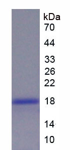 Figure 1. SDS-PAGE