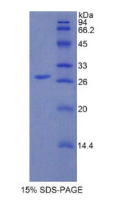 Figure 1. SDS-PAGE