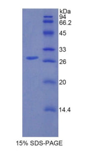 Figure 1. SDS-PAGE