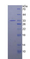 Figure 2. SDS-PAGE