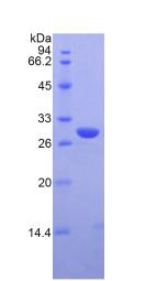 Figure 2. SDS-PAGE