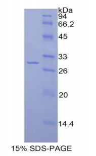 Figure 1. SDS-PAGE