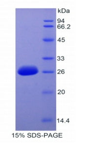 Figure 1. SDS-PAGE