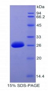 Figure 1. SDS-PAGE