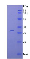 Figure 2. SDS-PAGE