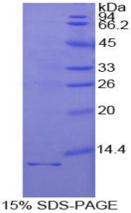 Figure 1. SDS-PAGE