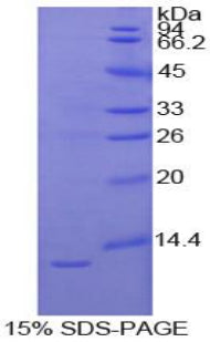 Figure 1. SDS-PAGE