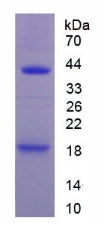 Figure 2. SDS-PAGE