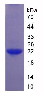 Figure 3. SDS-PAGE