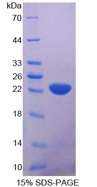 Figure 1. SDS-PAGE