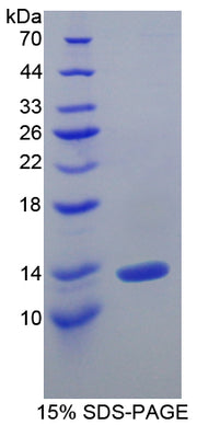 Figure 1. SDS-PAGE