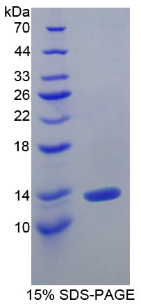 Figure 1. SDS-PAGE