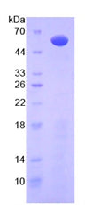 Figure 2. SDS-PAGE